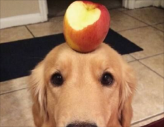 ëëô ëë̵ļԭ