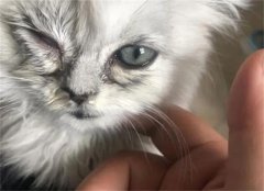 èʺô