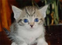 Ѫèȱ