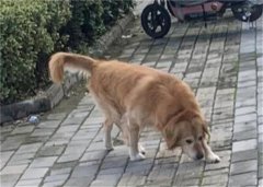 ޵ĹЧ