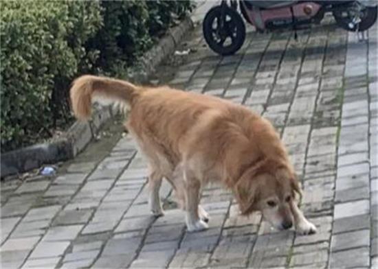 ޵ĹЧ