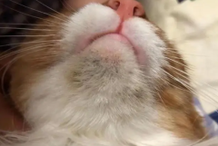 °èô