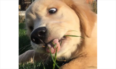 ëȮҪעЩ