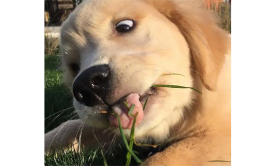 ëȮҪעЩ