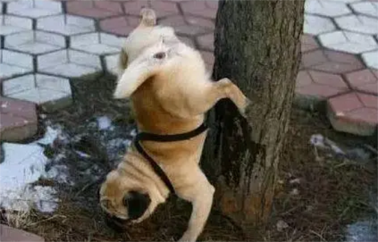 Ϊʲôϲӵĵط