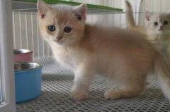 èצʲô֢״ èצȵĵ֢״