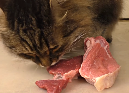 猫吃猪肉吗 猫吃猪肉吗