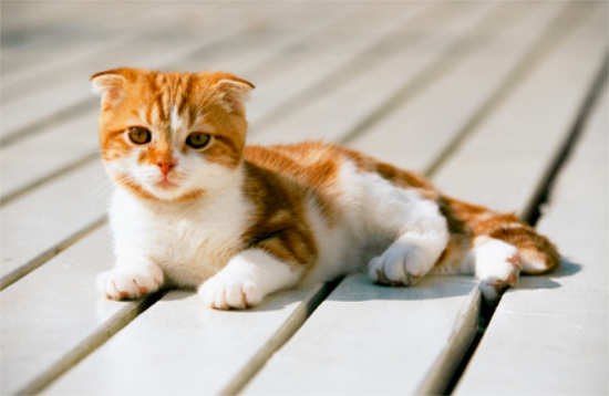 单独养的猫会得传腹吗