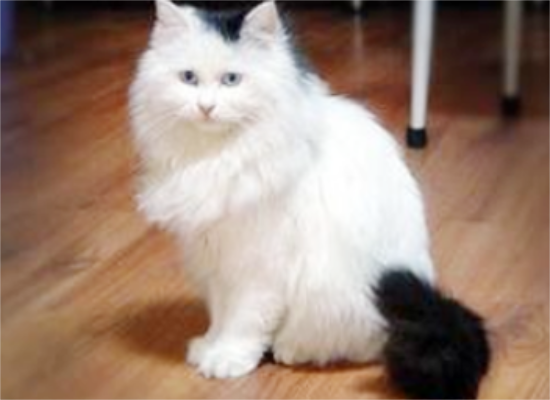 猫眼白有红血丝是怎么回事