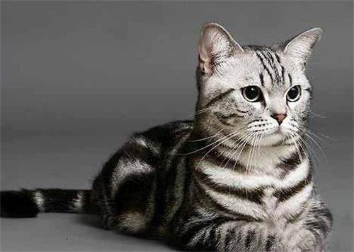 小猫拉水解决办法