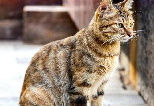 猫咪感染肺炎有什么症状