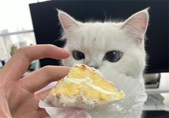 猫吃一点奶油有事吗 猫吃一点奶油有事吗