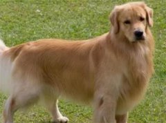 ëѰȮΪʲôܻӭļͥȮ֮һ