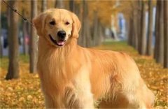 ëȫԣһֻëȮıر֪ʶ