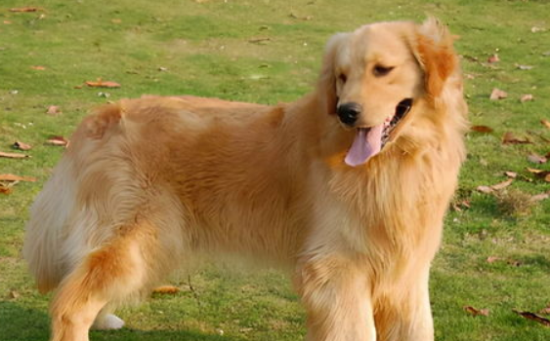 金毛犬到底有多聪明,你了解么? 金毛犬到底有多聪明,你了解么?