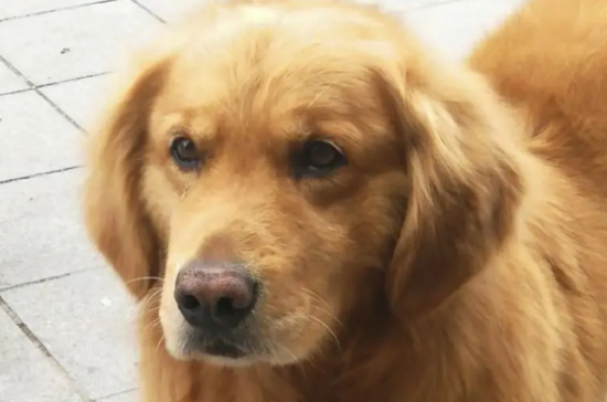 金毛犬到底有多聪明,你了解么? 金毛犬到底有多聪明,你了解么?
