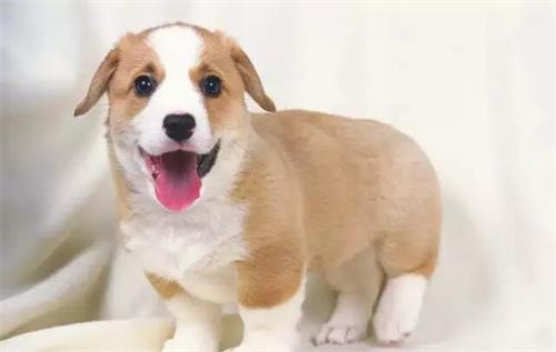 柯基要多大才开始长胖