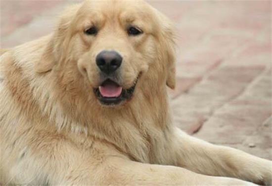 金毛犬的原产地在哪里 金毛犬的原产地在哪里