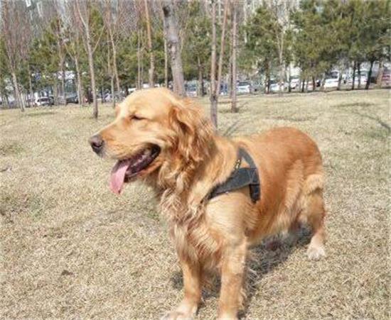 金毛犬的体高是多少 金毛犬的体高是多少