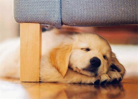 养金毛犬注意事项 养金毛犬注意事项