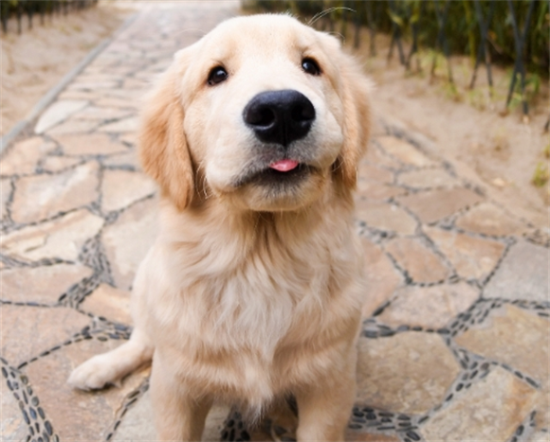 ��ë��������ɫ��ǳ��ʲôԭ��