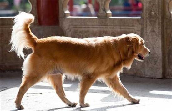 金毛犬的毛色有几种 金毛犬的毛色有几种