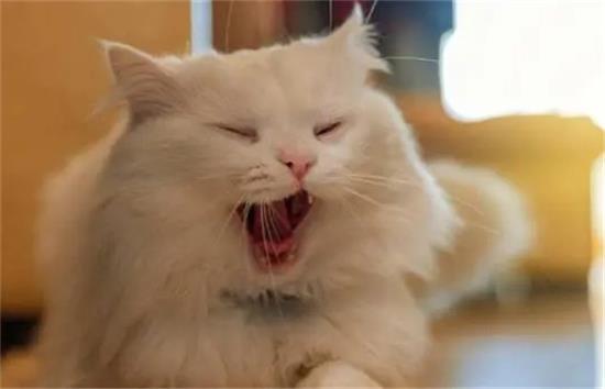 ��è��Сè����Ҫ��ֹ��