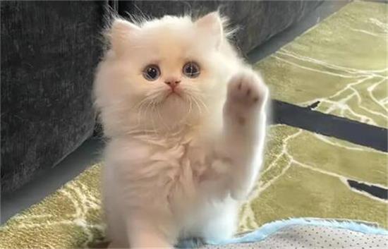 �̼�Сè�ű����ȷ����