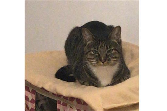 ����èѡʲôè�ȽϺ���