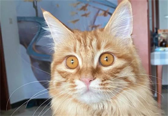 ������ҩ��è���к�ô