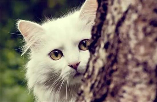 ��Щˮ��è�䲻�ܳ�