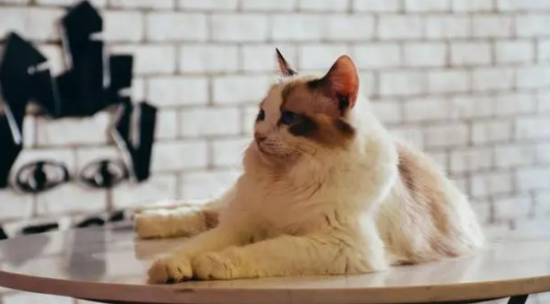 新手养猫注意处理 新手养猫注意处理