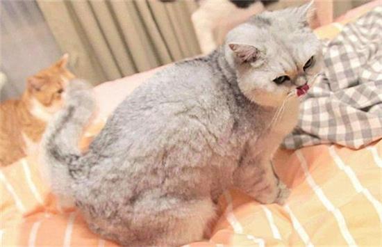 猫对主人失望的征兆 猫对主人失望的征兆