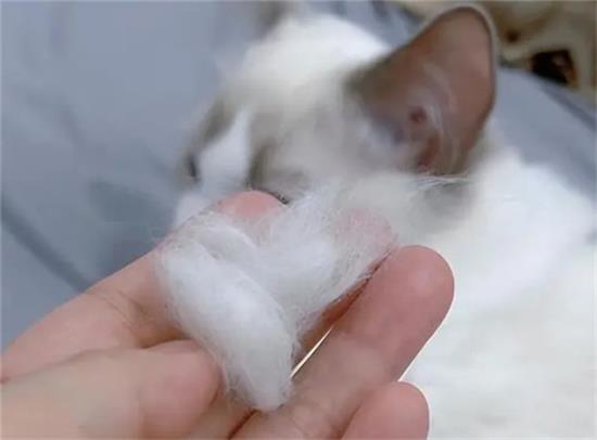 猫掉毛怎么办最快最有效 猫掉毛怎么办最快最有效