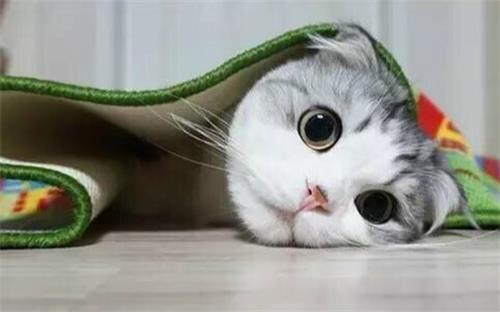 猫可以吃猪油吗