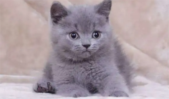 猫喜欢出去玩吗