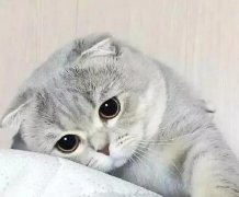 è䲻ҪȮ