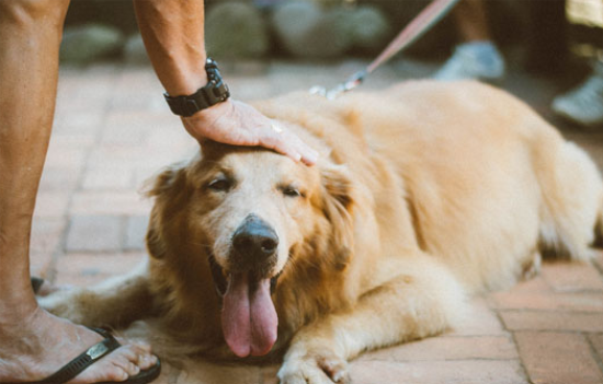 金毛犬喜欢什么玩具 金毛犬喜欢什么玩具