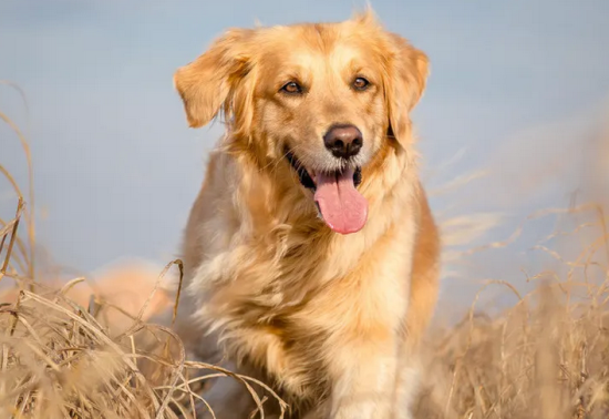 金毛身上有虱子怎么去除 金毛身上有虱子怎么去除