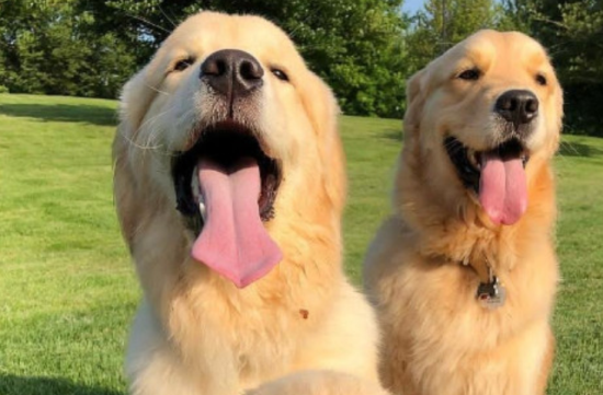 金毛犬有黑色的吗 金毛犬有黑色的吗