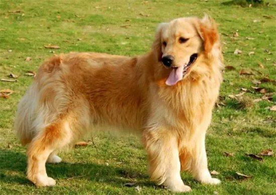 金毛犬不喝水是什么原因 金毛犬不喝水是什么原因