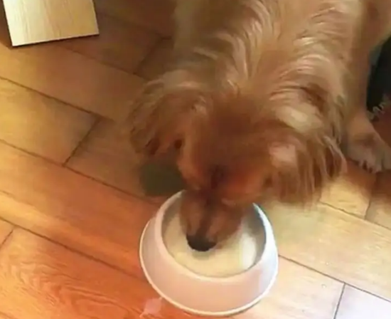 金毛能喝牛奶吗 金毛能喝牛奶吗