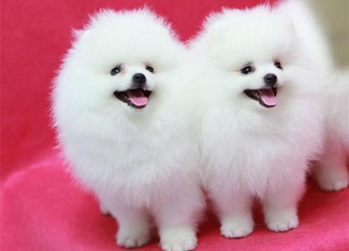 博美犬的正规训练知识了解