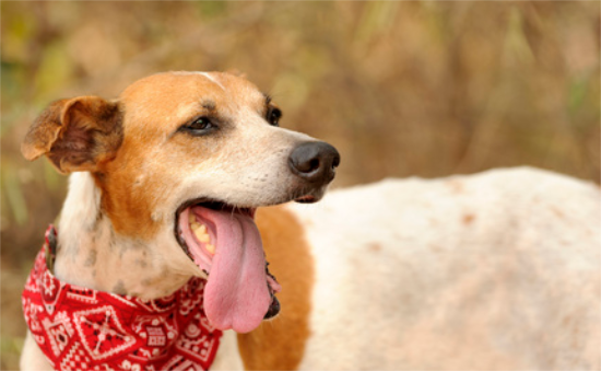 人吃的药狗能吃吗