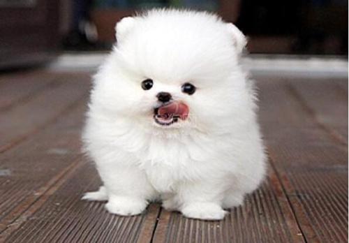 怎么分辨博美是不是小体?