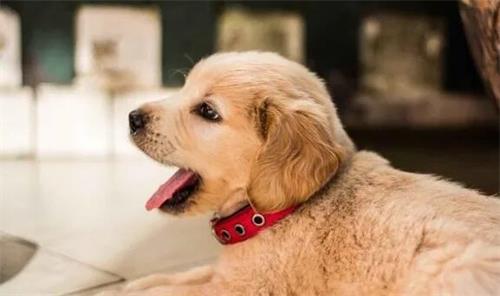 狗狗能吃圣女果吗