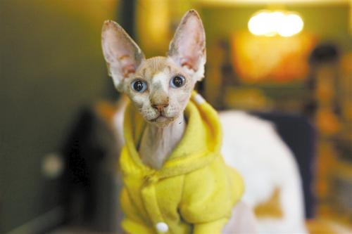 猫咪发烧会自愈吗