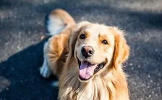 金毛吃驱虫药注意事项有哪些呢 金毛吃驱虫药注意事项有哪些呢