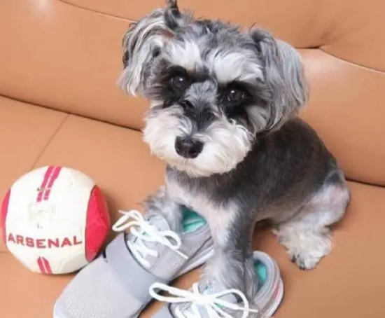 狗能吃鸡屁股吗 狗能不能吃鸡屁股