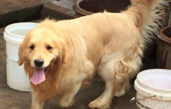 金毛犬肚子大怎么回事啊 金毛犬肚子大怎么回事啊